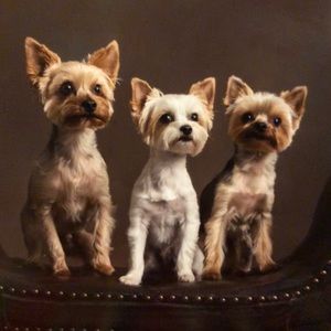 Meet your Posher, Penny